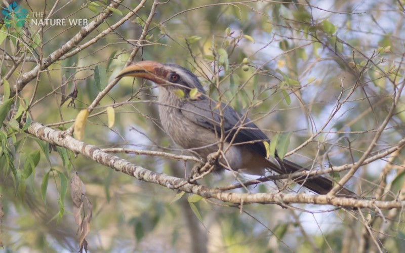 Malabar Grey Hornbill